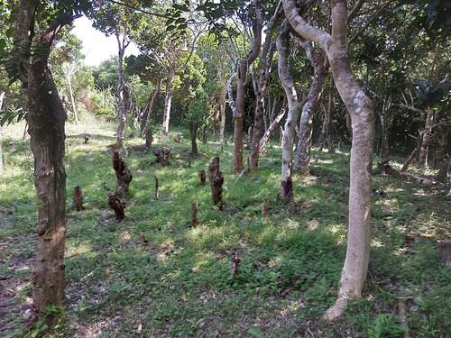 Heritiera littoralis