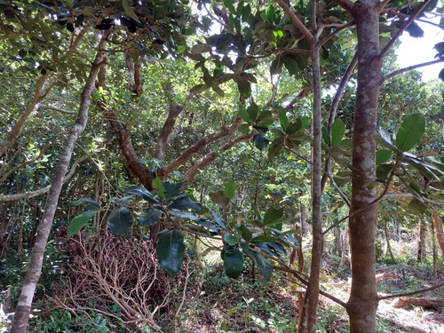 Heritiera littoralis