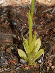 Pterostylis tasmanica