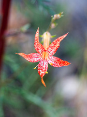 Ipomopsis aggregata formosissima