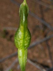 Pterostylis tasmanica