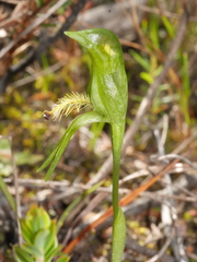 Pterostylis tasmanica