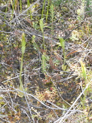 Pterostylis tasmanica