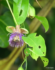 Passiflora laurifolia