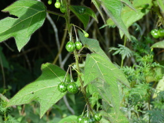 Solanum acerifolium