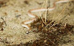 Phyllorhynchus decurtatus