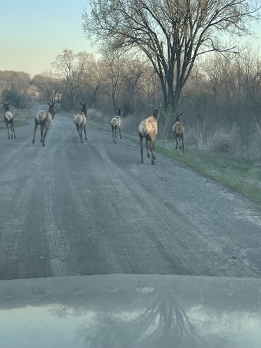 Elk photographed in Oklahoma