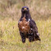 Buteo rufofuscus - Photo (c) Mark Sikking, μερικά δικαιώματα διατηρούνται (CC BY-NC-ND), uploaded by Mark Sikking