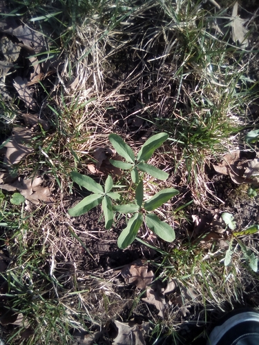 Image of Gymnospermium Altaicum (Gymnospermium altaicum) by (c) Михаил Орлов, some rights reserved (CC BY)