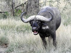 Syncerus caffer