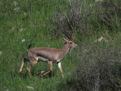 Mountain Gazelle photo 5