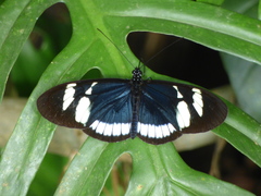 Heliconius cydno cydnides