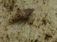 Rhamphocottus richardsonii