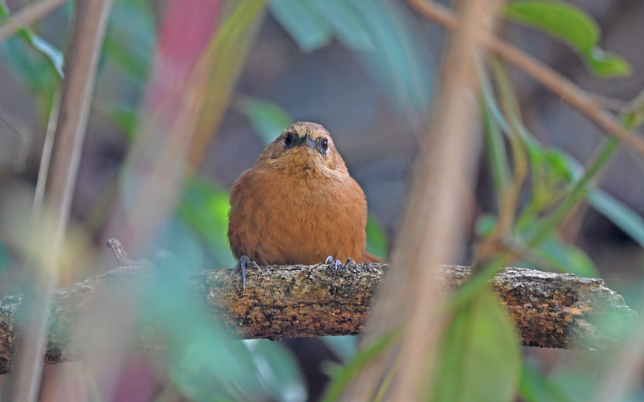 Rufous Spinetail (Synallaxis unirufa), photo 6