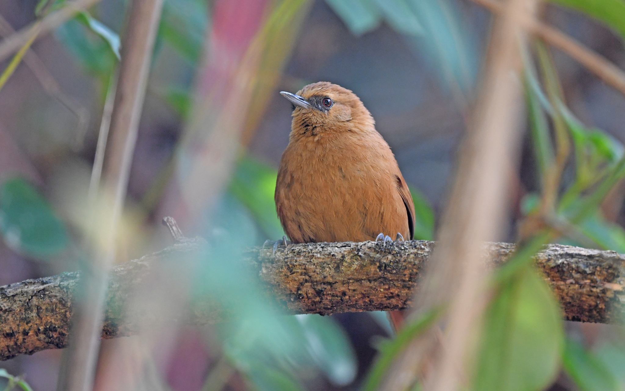 Rufous Spinetail (Synallaxis unirufa), photo 7