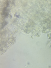 Tricholoma dulciolens