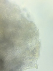 Tricholoma dulciolens