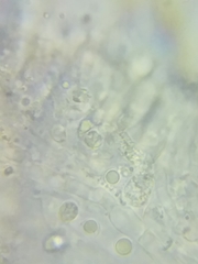 Tricholoma dulciolens