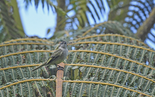Spectacled Tyrannulet (Zimmerius improbus), photo 4