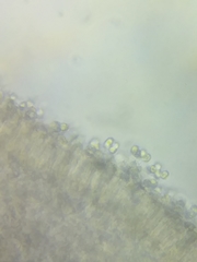 Tricholoma dulciolens