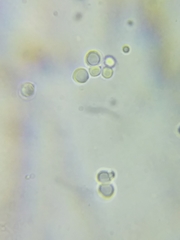 Tricholoma dulciolens