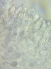 Tricholoma dulciolens