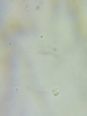 Tricholoma dulciolens