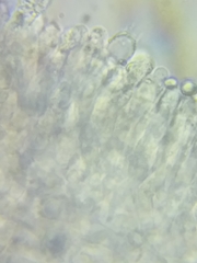 Tricholoma dulciolens