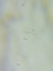 Tricholoma dulciolens