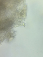 Tricholoma dulciolens