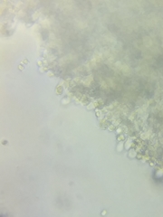 Tricholoma dulciolens