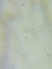 Tricholoma dulciolens