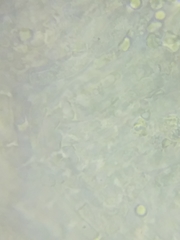 Tricholoma dulciolens