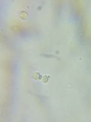 Tricholoma dulciolens