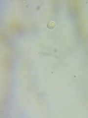 Tricholoma dulciolens