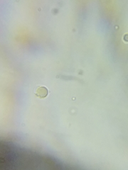 Tricholoma dulciolens