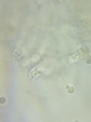 Tricholoma dulciolens