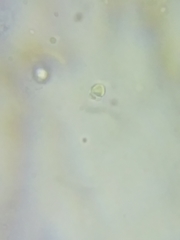 Tricholoma dulciolens