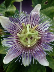 Passiflora alata × caerulea