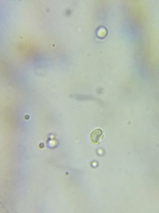 Tricholoma dulciolens