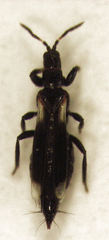 Desmidothrips walkerae