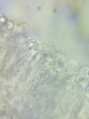 Tricholoma dulciolens