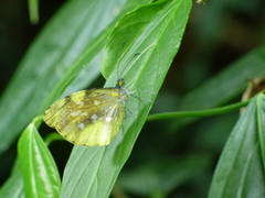 Dismorphiinae
