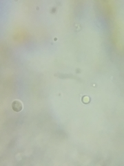 Tricholoma dulciolens