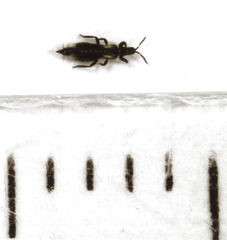 Desmidothrips walkerae