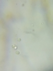 Tricholoma dulciolens