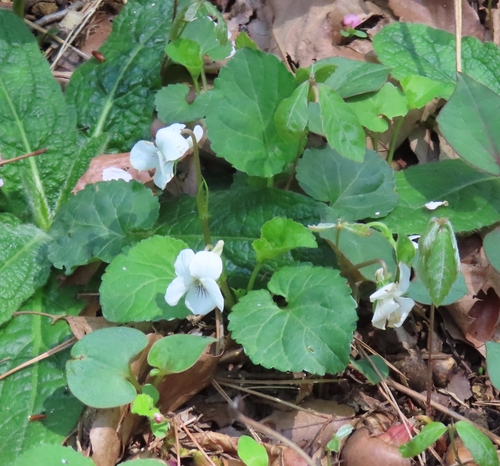 Image of Viola keiskei by (c) mami_t_t, some rights reserved (CC BY)
