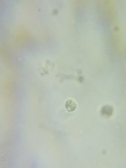 Tricholoma dulciolens