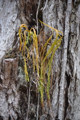 Psilotum complanatum