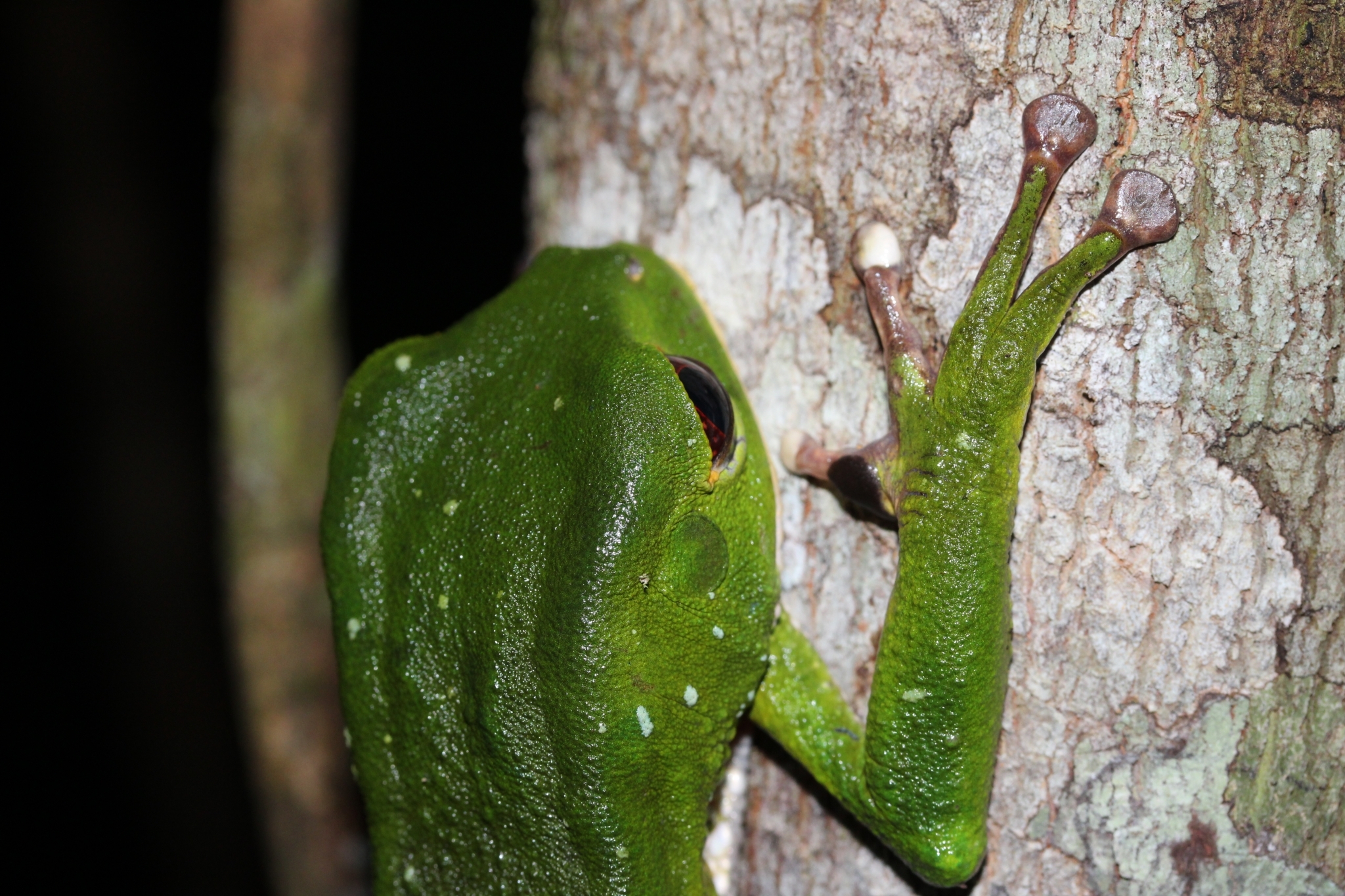 Phyllomedusa tarsius (Cope, 1868)